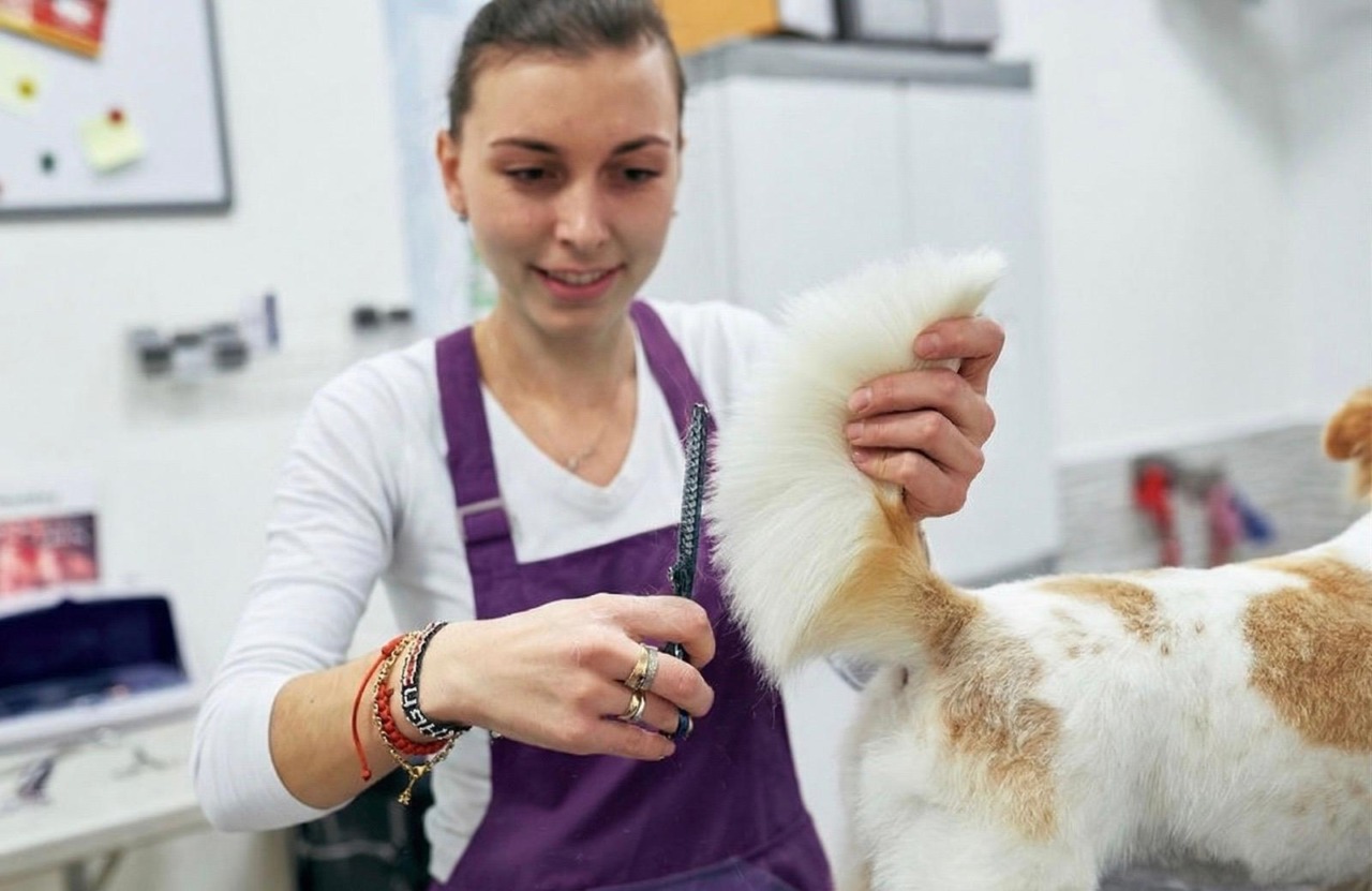 Toelettatura cani Bergamo: la professionalità di Inga al servizio dei pet. Poi c’è il lavaggio self service h24…