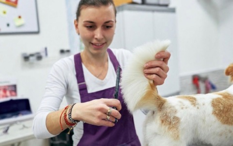 Toelettatura cani Bergamo: la professionalità di Inga al servizio dei pet. Poi c’è il lavaggio self service h24…