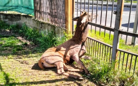 Dal bosco al paese: la corsa di un giovane cervo finisce contro una cancellata ad Alzano