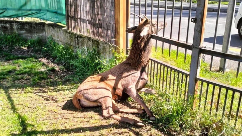 Dal bosco al paese: la corsa di un giovane cervo finisce contro una cancellata ad Alzano