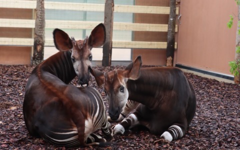 Al Parco Le Cornelle arrivano due rarissimi okapi, una delle specie più minacciate al mondo