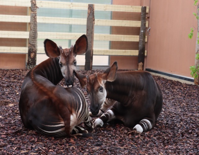 Al Parco Le Cornelle arrivano due rarissimi okapi, una delle specie più minacciate al mondo