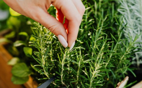 Dal folletto Naturello ai banchi di scuola: le erbe aromatiche sotto la lente di “Coltiviamo”