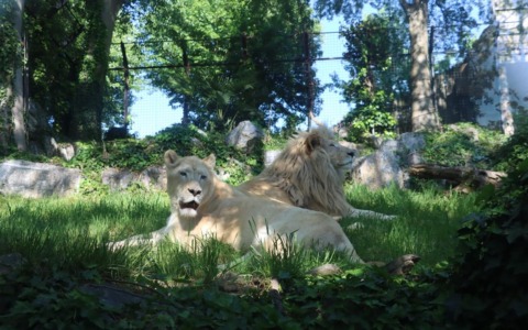 Boom di visitatori alle Cornelle, tra cuccioli e animali rari