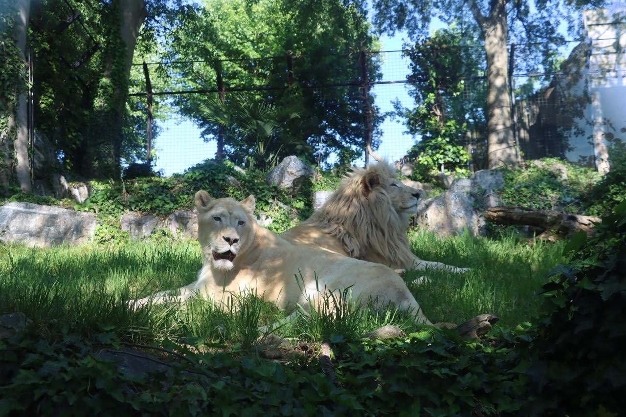 Boom di visitatori alle Cornelle, tra cuccioli e animali rari