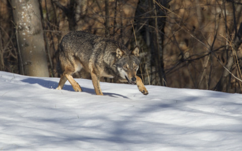 Emergenza lupi a Taleggio: allevatori disperati e greggi decimate
