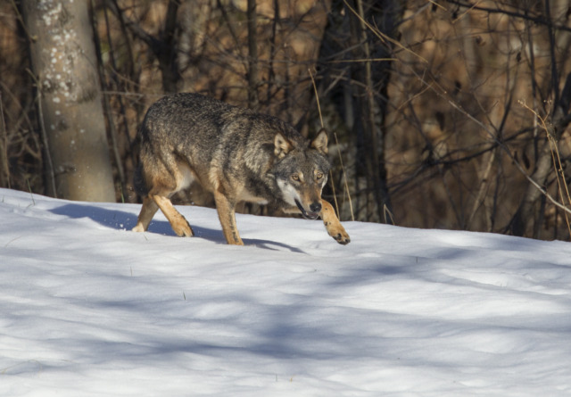 Emergenza lupi a Taleggio: allevatori disperati e greggi decimate