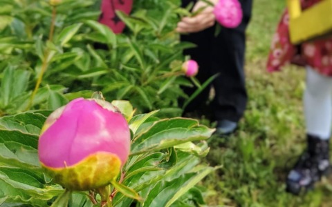 Peonie in festa: a Bonate Sopra la primavera si tinge di rosa