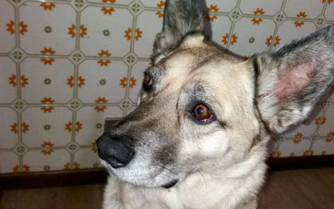 Il racconto Davide di Ponte San Pietro e la sua vita ribaltata da uno sfratto a 63 anni