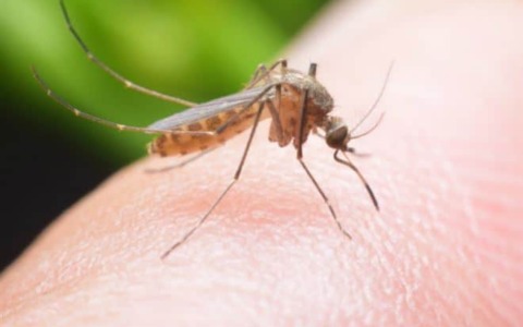 Bergamo rafforza la prevenzione contro la zanzara tigre