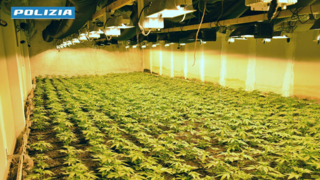 Quasi duemila piante di marijuana in un capannone a Ubiale Clanezzo: arrestati due albanesi