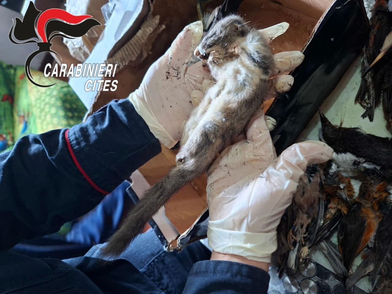 Aveva 99 carcasse di uccelli protetti in congelatore: 80enne denunciato a Caprino