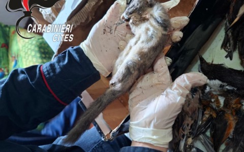 Aveva 99 carcasse di uccelli protetti in congelatore: 80enne denunciato a Caprino