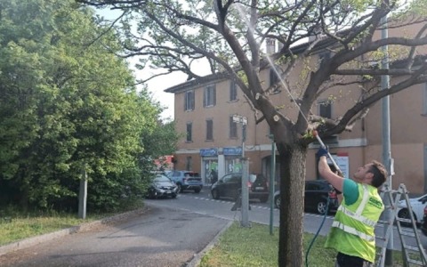 Bergamo, nuovo metodo sperimentale contro l’invasione della cocciniglia