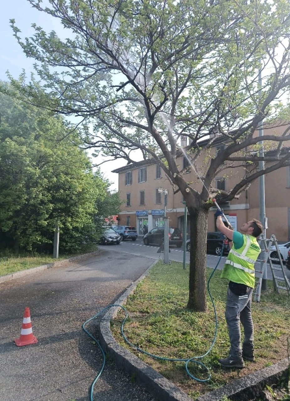 Bergamo, nuovo metodo sperimentale contro l’invasione della cocciniglia