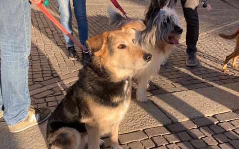 Passeggiata tra le colline con gli amici a quattro zampe: torna “Passeggiandog per Scanzorosciate”