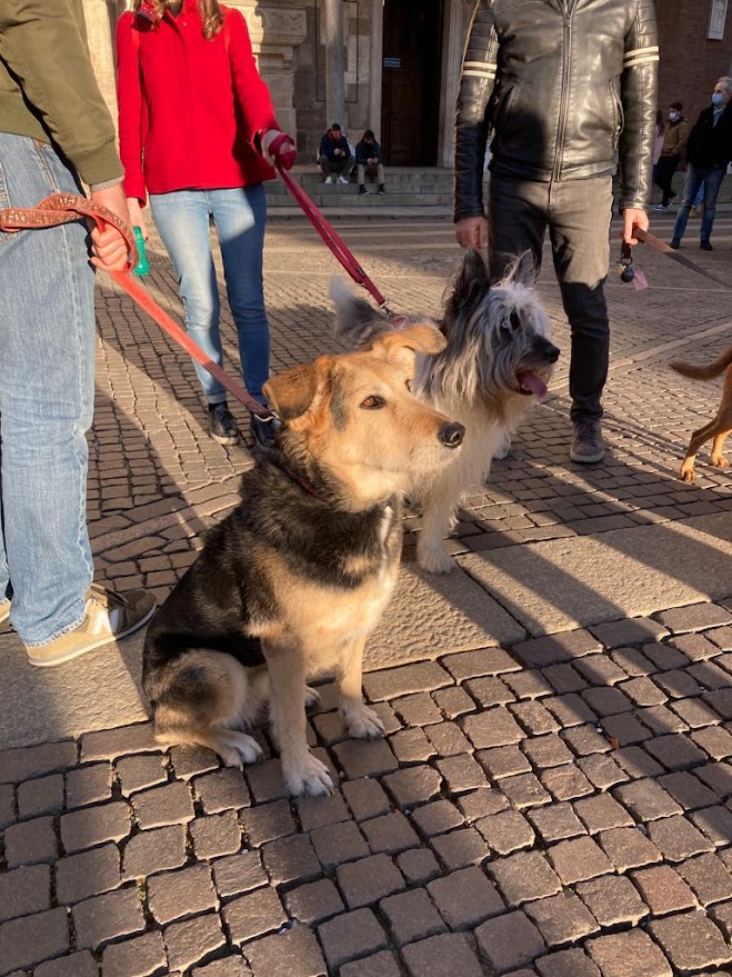 Passeggiata tra le colline con gli amici a quattro zampe: torna “Passeggiandog per Scanzorosciate”