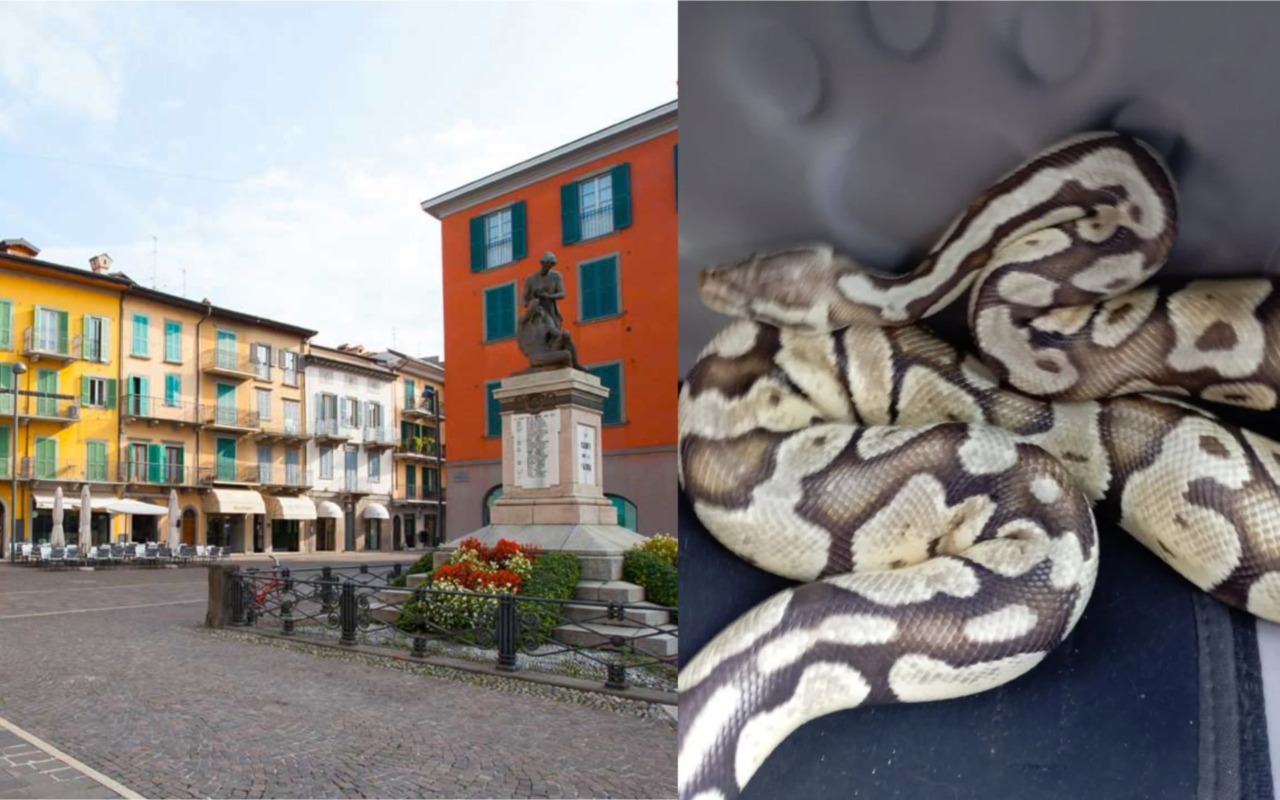 Allerta a Sarnico: un pitone reale è…. fuggito da un appartamento al terzo piano, ricerche in corso