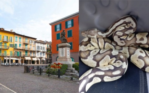 Allerta a Sarnico: un pitone reale è…. fuggito da un appartamento al terzo piano, ricerche in corso