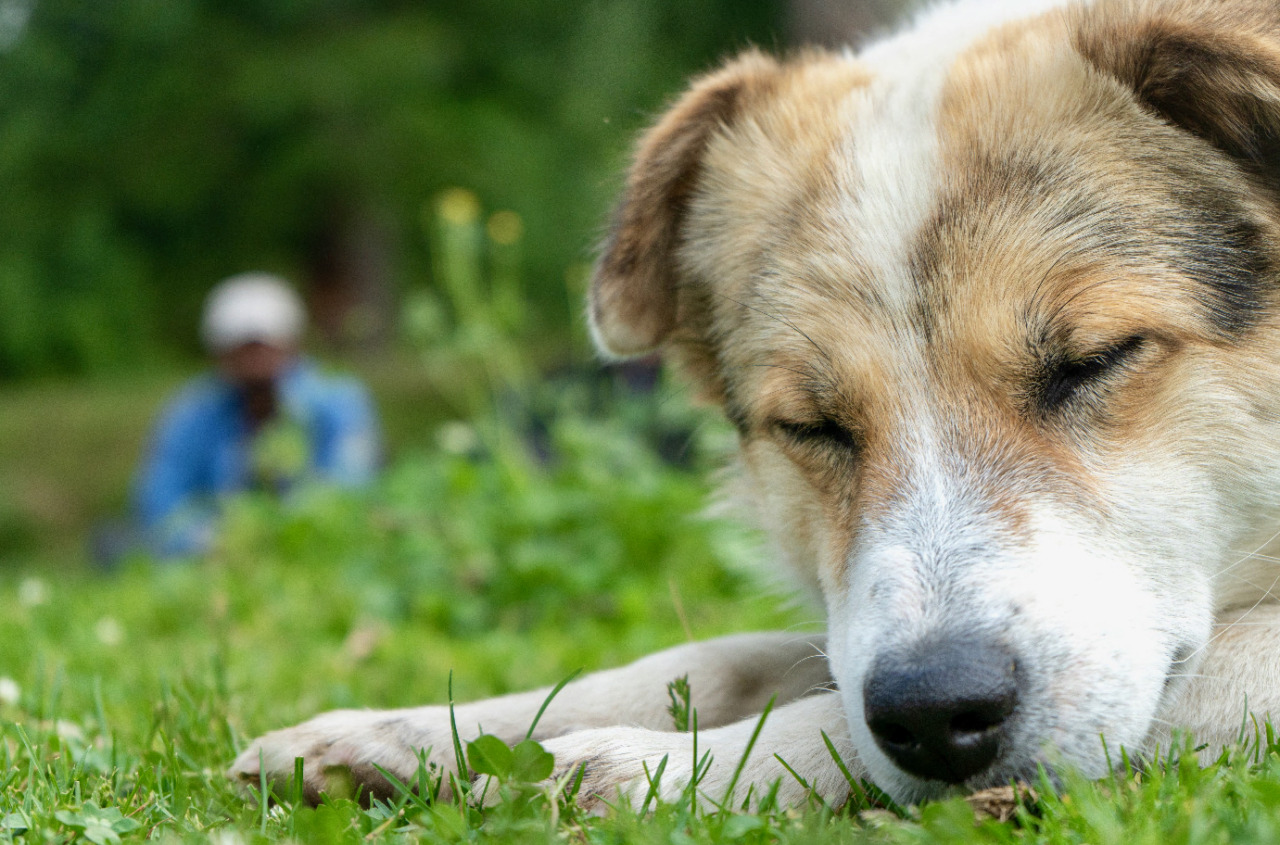 Casi di avvelenamenti di cani e gatti a Osio Sotto? In paese (e sui social) c’è preoccupazione