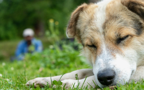 Casi di avvelenamenti di cani e gatti a Osio Sotto? In paese (e sui social) c’è preoccupazione