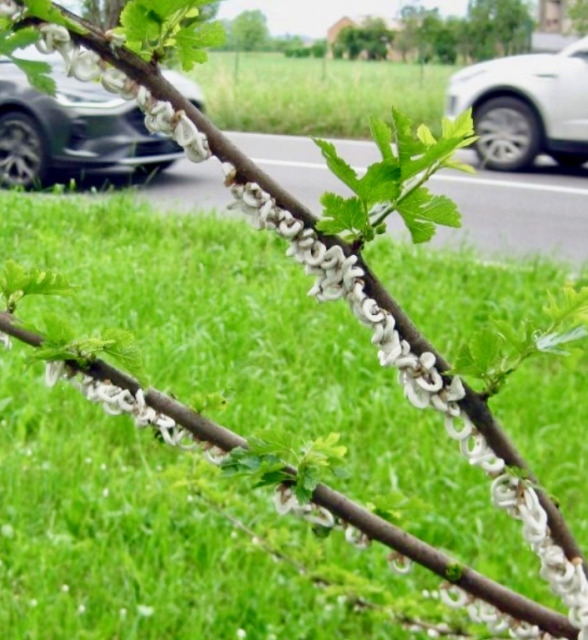 Guerra alla cocciniglia a Torre Boldone (e non solo): come riconoscerla e combatterla