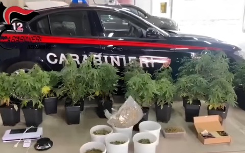 Fregato dall’odore di marijuana: nella casa a Gazzaniga una vera e proprio coltivazione indoor