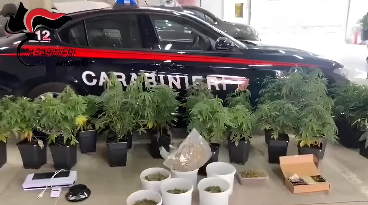 Fregato dall’odore di marijuana: nella casa a Gazzaniga una vera e proprio coltivazione indoor