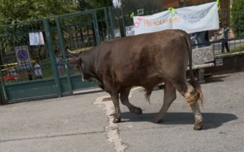 Due tori a spasso per il centro di Antegnate: messi in sicurezza nel parco Muoni