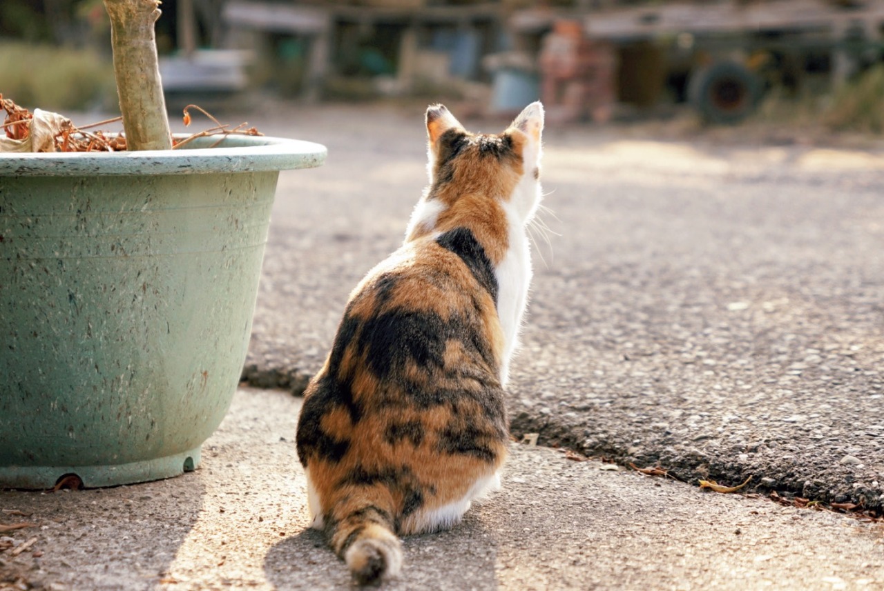 Strage di gatti alla colonia felina di Berbenno, si pensa che siano stati avvelenati