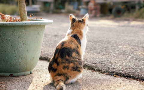 Strage di gatti alla colonia felina di Berbenno, si pensa che siano stati avvelenati