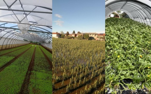 Maltempo, pesanti danni all’agricoltura bergamasca: campi devastati da grandine, pioggia e vento