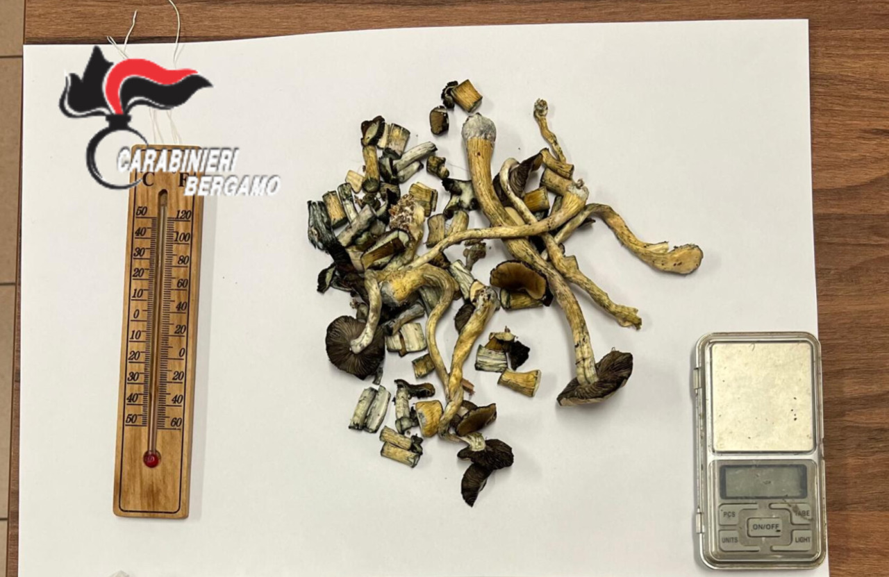Una serra di funghi allucinogeni, una balestra e un machete in casa: arrestata una coppia di Osio Sopra