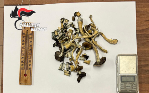 Una serra di funghi allucinogeni, una balestra e un machete in casa: arrestata una coppia di Osio Sopra