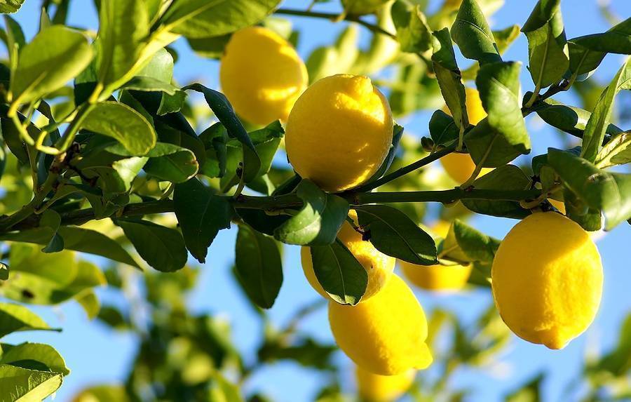 È tempo di limoni e agrumi profumati: come coltivarli in vaso e in giardino