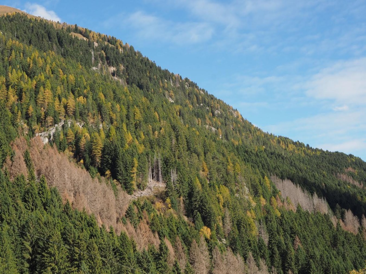 Il progetto “RiForestAzione” entra nel vivo: in Val Seriana partono i primi interventi nei boschi