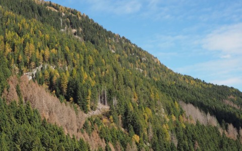 Il progetto “RiForestAzione” entra nel vivo: in Val Seriana partono i primi interventi nei boschi