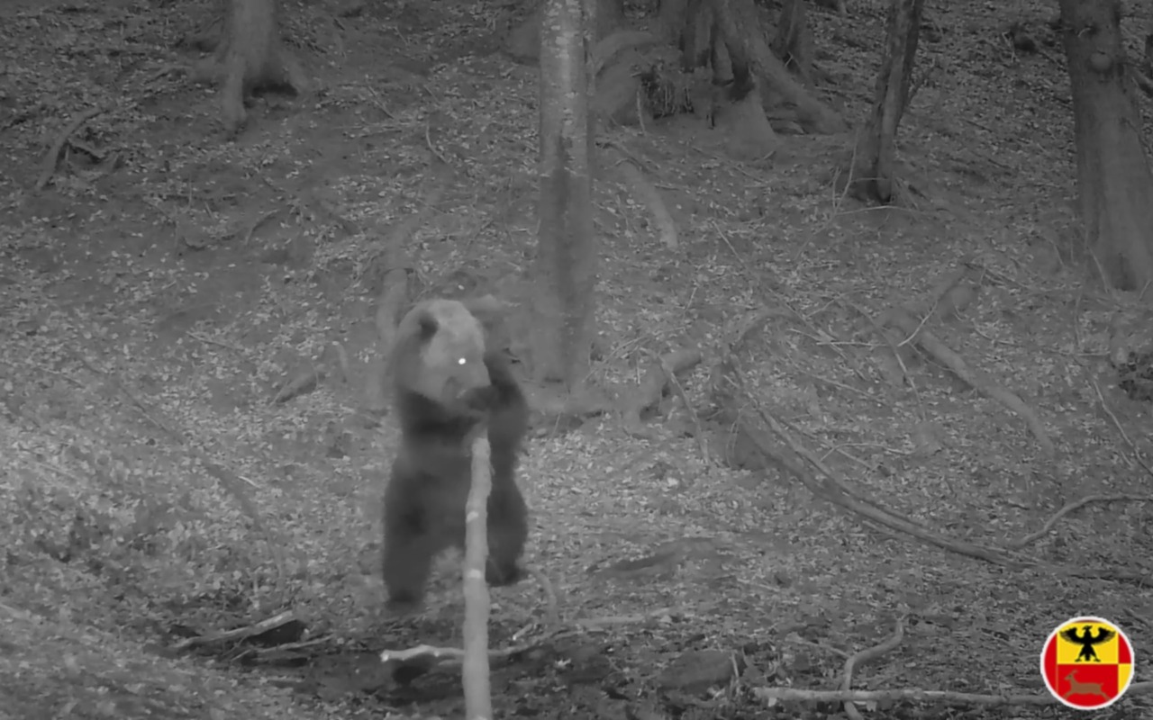 In Alta Val Seriana è tornato l’orso bruno: avvistamento tra Valbondione e Gandellino