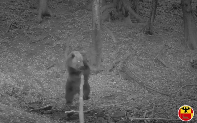 In Alta Val Seriana è tornato l’orso bruno: avvistamento tra Valbondione e Gandellino