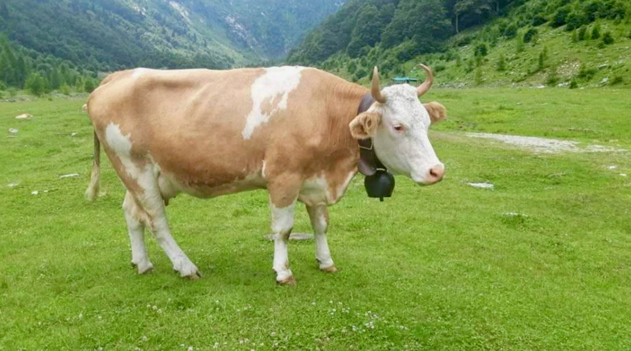La polemica scoppiata a Serina (e sui social): «La montagna senza campanacci non sarebbe più montagna»