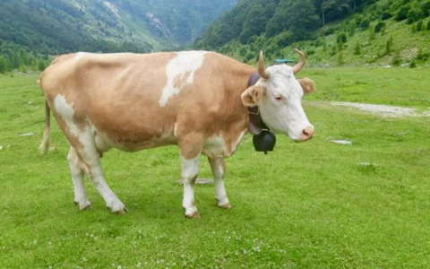 La polemica scoppiata a Serina (e sui social): «La montagna senza campanacci non sarebbe più montagna»