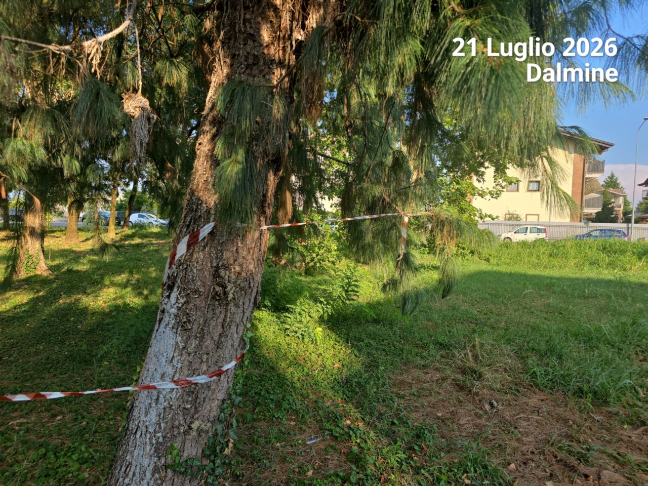 Dalmine, rami pericolanti nel parco di via Doria: la segnalazione di un lettore