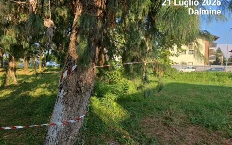 Dalmine, rami pericolanti nel parco di via Doria: la segnalazione di un lettore