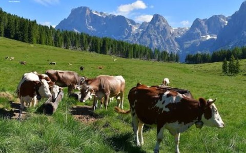 Polemica a Serina per i campanacci delle vacche: interviene il sindaco