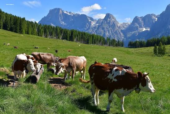 Polemica a Serina per i campanacci delle vacche: interviene il sindaco
