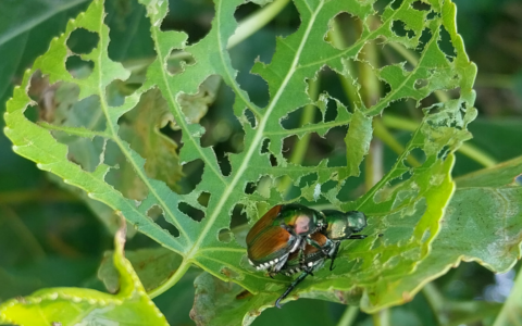 Popillia japonica, i consigli del Comune di Osio Sopra per proteggere il verde
