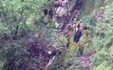 Video dell’incontro ravvicinato tra un orso e due ragazze a Carona: l’animale a dieci metri da loro