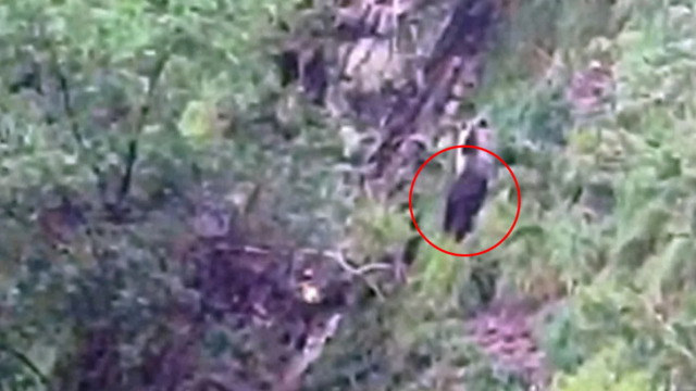 Video dell’incontro ravvicinato tra un orso e due ragazze a Carona: l’animale a dieci metri da loro