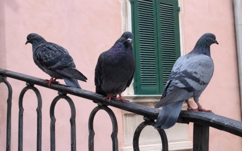 Piazza Vecchia senza piccioni: il piano del Comune sta dando i suoi frutti