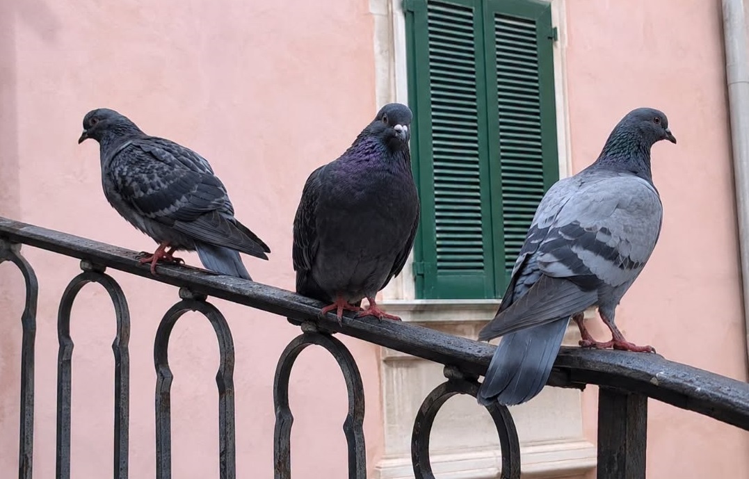 Piazza Vecchia senza piccioni: il piano del Comune sta dando i suoi frutti